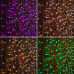 Гирлянда светодиодная Занавес 2х3м 600 LED RGB прозрачный ПВХ IP65 для свечения с динамикой нужен контроллер 245-908 230В соединяется NEON-NIGHT